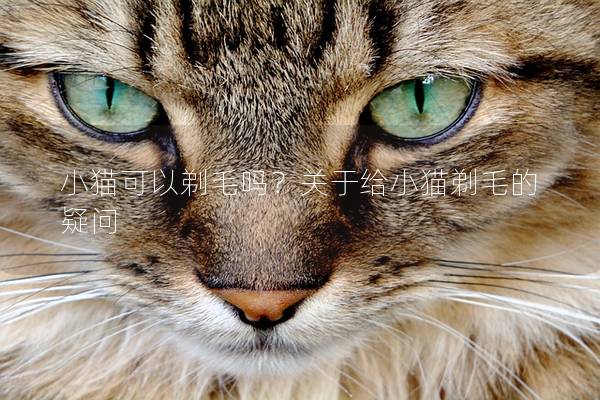 小猫可以剃毛吗？关于给小猫剃毛的疑问