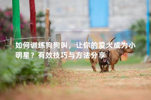 如何训练狗狗叫，让你的爱犬成为小明星？有效技巧与方法分享