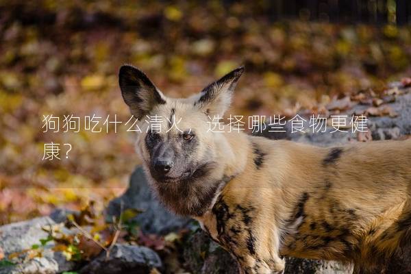 狗狗吃什么清火，选择哪些食物更健康？