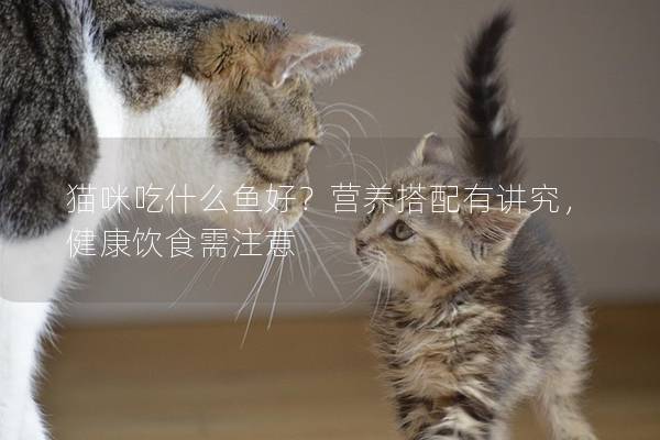 猫咪吃什么鱼好？营养搭配有讲究，健康饮食需注意