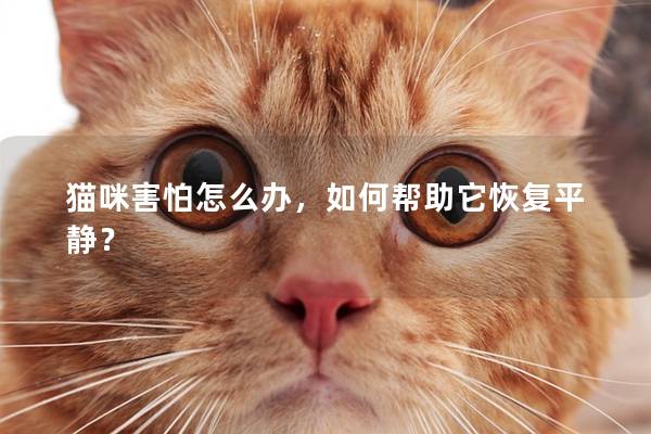 猫咪害怕怎么办，如何帮助它恢复平静？