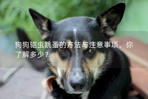 狗狗驱虫跳蚤的方法与注意事项，你了解多少？