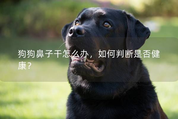 狗狗鼻子干怎么办，如何判断是否健康？