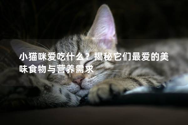 小猫咪爱吃什么？揭秘它们最爱的美味食物与营养需求