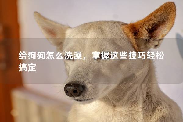给狗狗怎么洗澡，掌握这些技巧轻松搞定