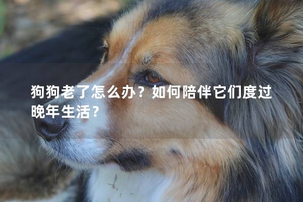 狗狗老了怎么办？如何陪伴它们度过晚年生活？