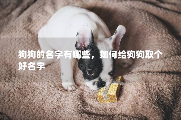 狗狗的名字有哪些，如何给狗狗取个好名字