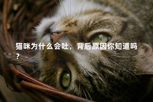 猫咪为什么会吐，背后原因你知道吗？