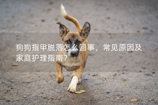 狗狗指甲脱落怎么回事，常见原因及家庭护理指南？