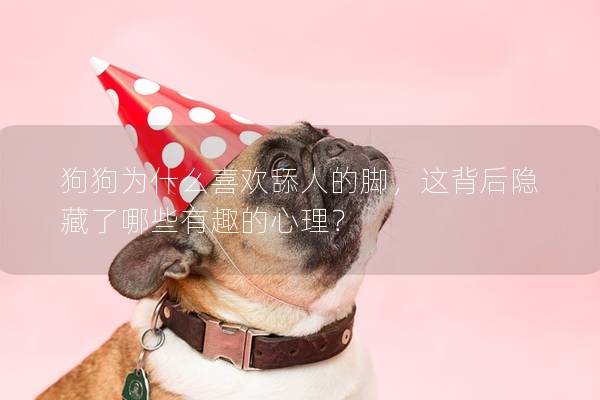狗狗为什么喜欢舔人的脚，这背后隐藏了哪些有趣的心理？