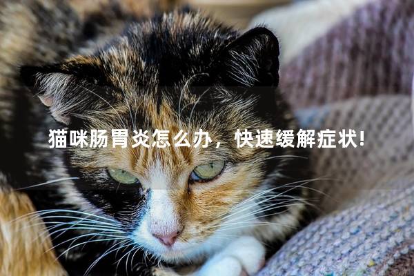 猫咪肠胃炎怎么办，快速缓解症状!