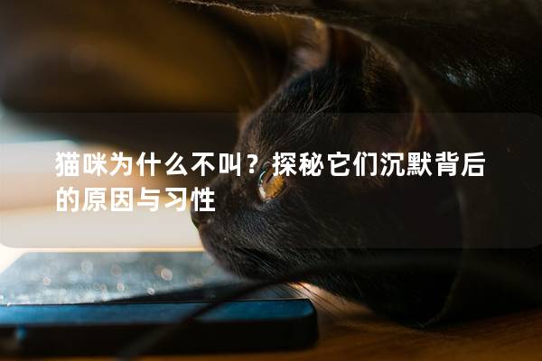 猫咪为什么不叫？探秘它们沉默背后的原因与习性