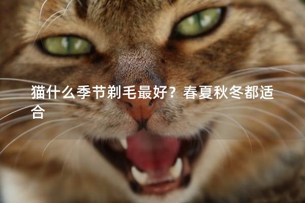 猫什么季节剃毛最好？春夏秋冬都适合