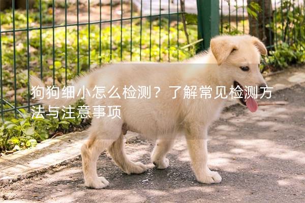 狗狗细小怎么检测？了解常见检测方法与注意事项