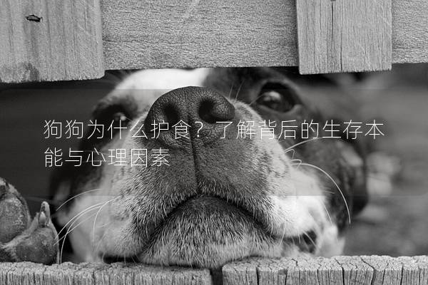 狗狗为什么护食？了解背后的生存本能与心理因素