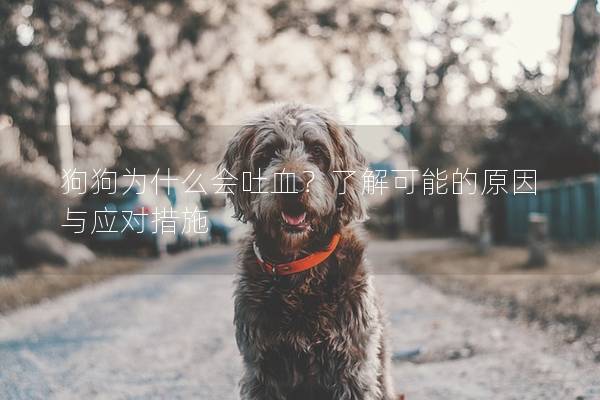狗狗为什么会吐血？了解可能的原因与应对措施