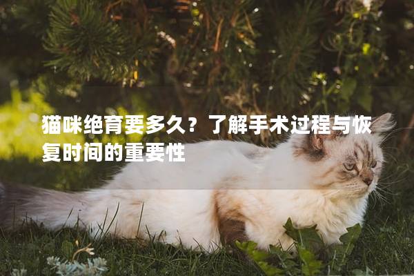 猫咪绝育要多久？了解手术过程与恢复时间的重要性