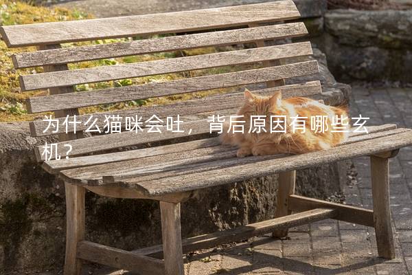 为什么猫咪会吐，背后原因有哪些玄机？