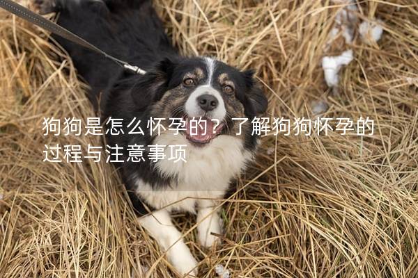 狗狗是怎么怀孕的？了解狗狗怀孕的过程与注意事项