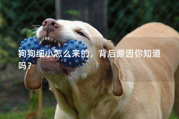 狗狗细小怎么来的，背后原因你知道吗？