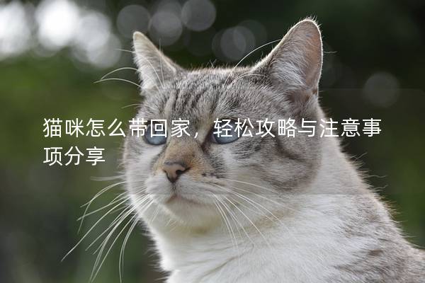 猫咪怎么带回家，轻松攻略与注意事项分享