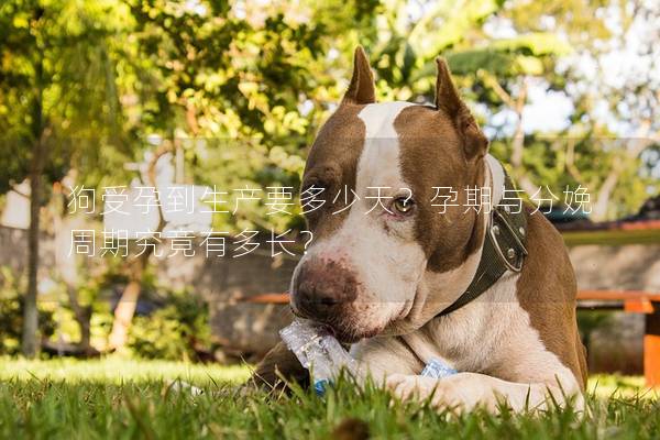 狗受孕到生产要多少天？孕期与分娩周期究竟有多长？