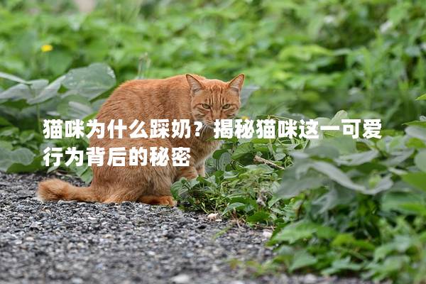 猫咪为什么踩奶？揭秘猫咪这一可爱行为背后的秘密