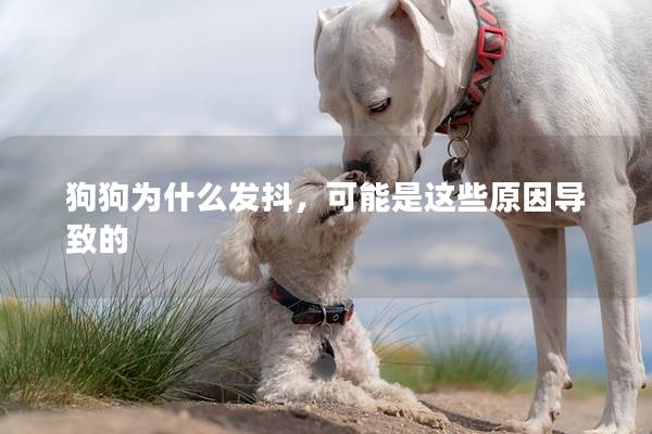 狗狗为什么发抖，可能是这些原因导致的