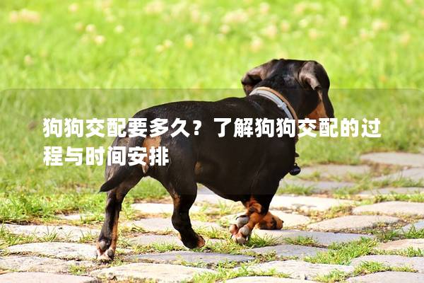 狗狗交配要多久？了解狗狗交配的过程与时间安排