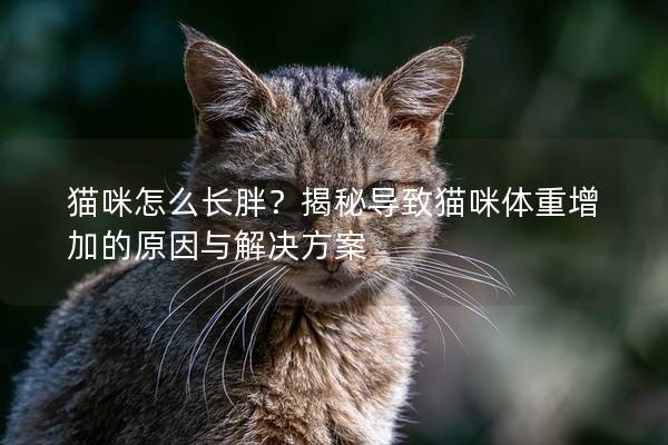 猫咪怎么长胖？揭秘导致猫咪体重增加的原因与解决方案