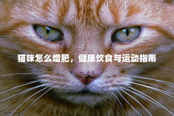 猫咪怎么增肥，健康饮食与运动指南