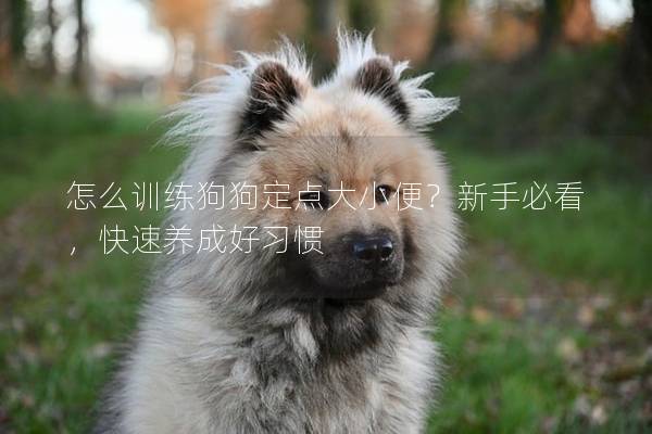怎么训练狗狗定点大小便？新手必看，快速养成好习惯