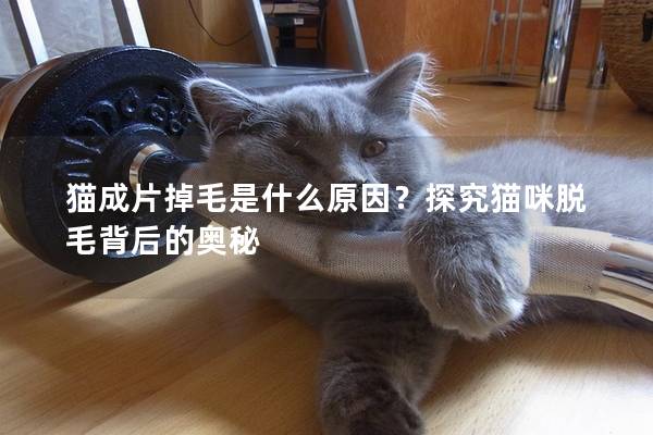 猫成片掉毛是什么原因？探究猫咪脱毛背后的奥秘
