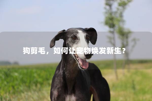 狗剪毛，如何让宠物焕发新生？