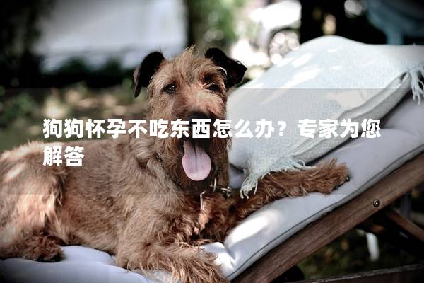 狗狗怀孕不吃东西怎么办？专家为您解答