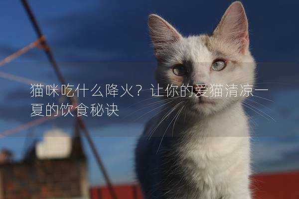 猫咪吃什么降火？让你的爱猫清凉一夏的饮食秘诀