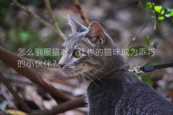 怎么驯服猫咪，让你的猫咪成为乖巧的小伙伴？