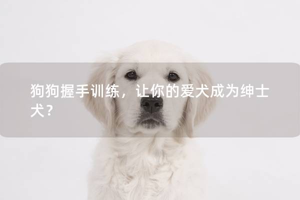 狗狗握手训练，让你的爱犬成为绅士犬？