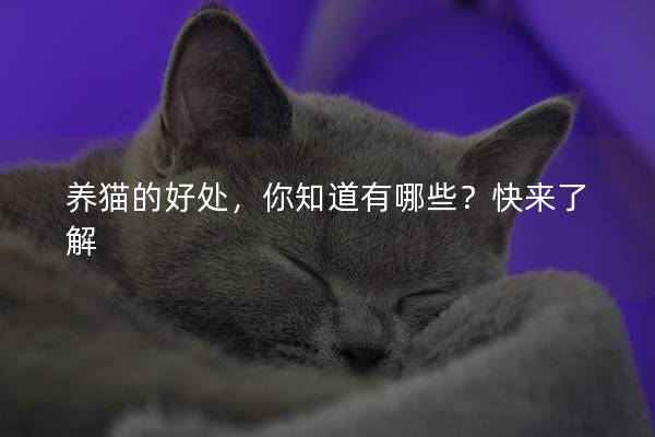 养猫的好处，你知道有哪些？快来了解