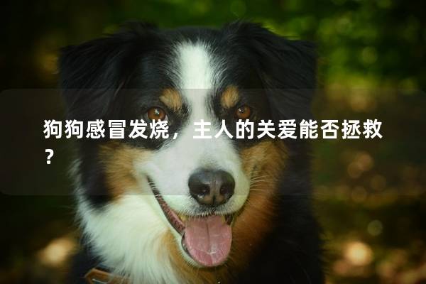 狗狗感冒发烧，主人的关爱能否拯救？