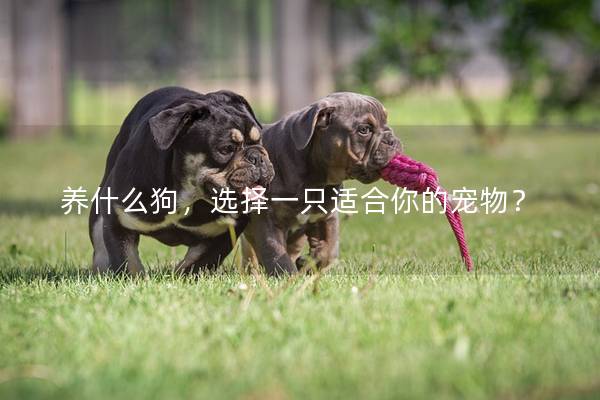 养什么狗，选择一只适合你的宠物？