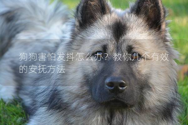 狗狗害怕发抖怎么办？教你几个有效的安抚方法