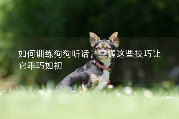如何训练狗狗听话，掌握这些技巧让它乖巧如初