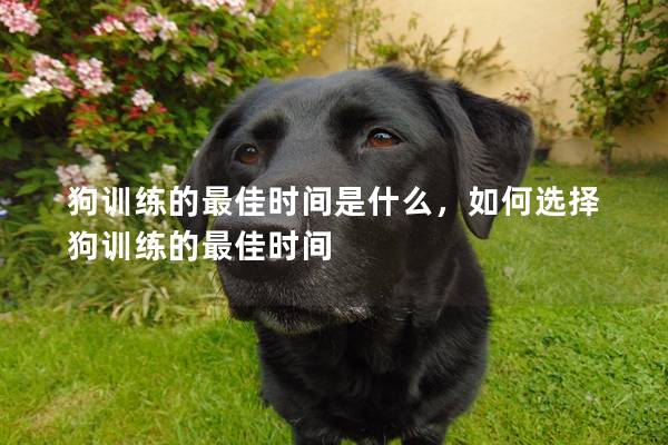 狗训练的最佳时间是什么，如何选择狗训练的最佳时间