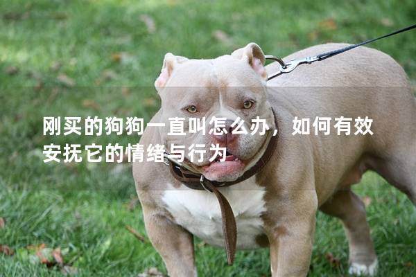 刚买的狗狗一直叫怎么办，如何有效安抚它的情绪与行为