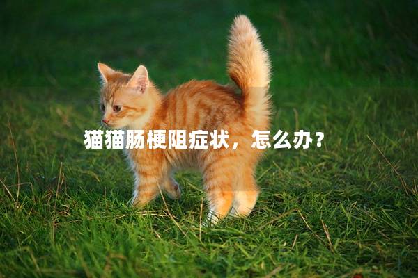 猫猫肠梗阻症状，怎么办？