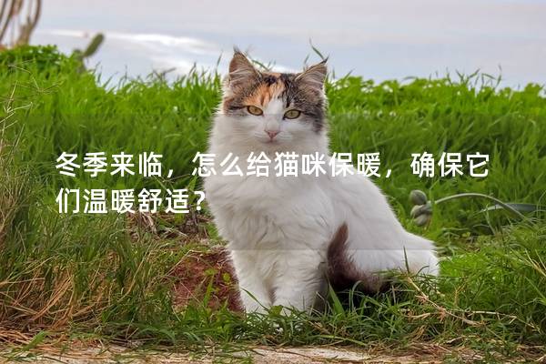 冬季来临，怎么给猫咪保暖，确保它们温暖舒适？