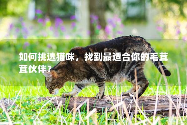 如何挑选猫咪，找到最适合你的毛茸茸伙伴？