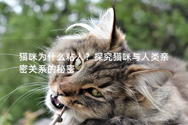 猫咪为什么粘人？探究猫咪与人类亲密关系的秘密