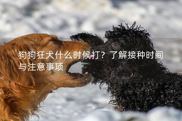 狗狗狂犬什么时候打？了解接种时间与注意事项